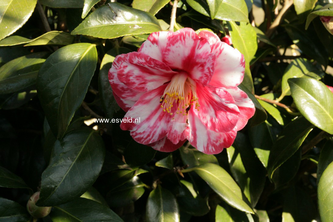 Camellia japonica 'Masayoshi'