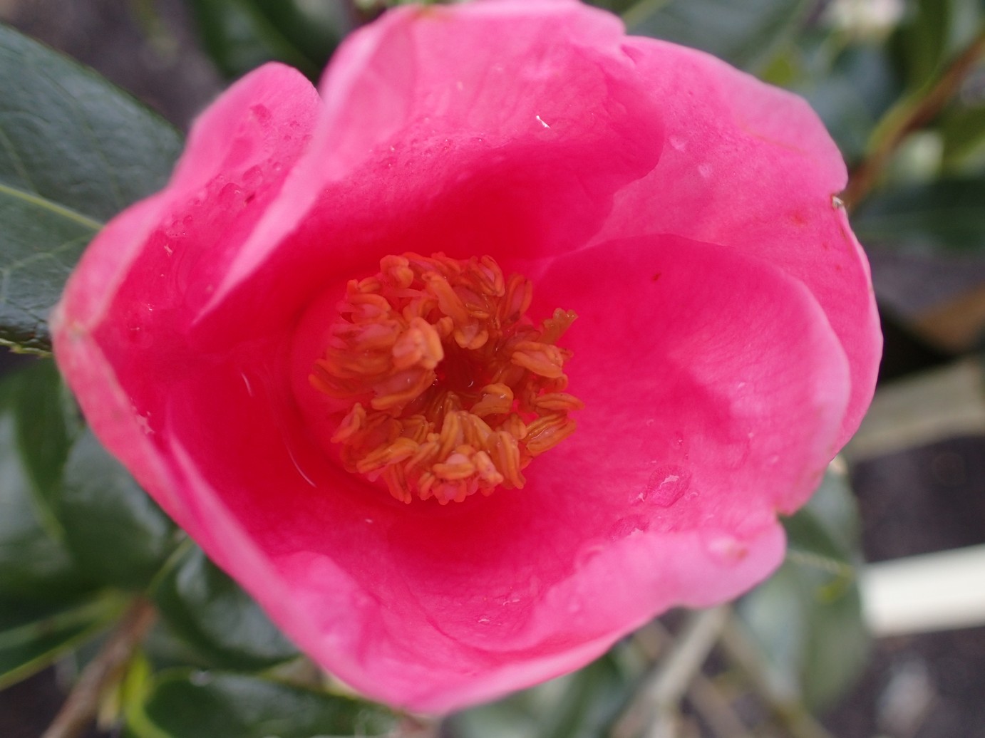 Camellia japonica 'Rosemary Williams'