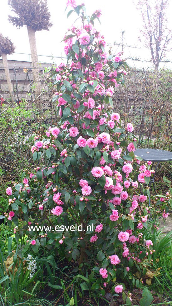 Camellia japonica 'Spring Festival'