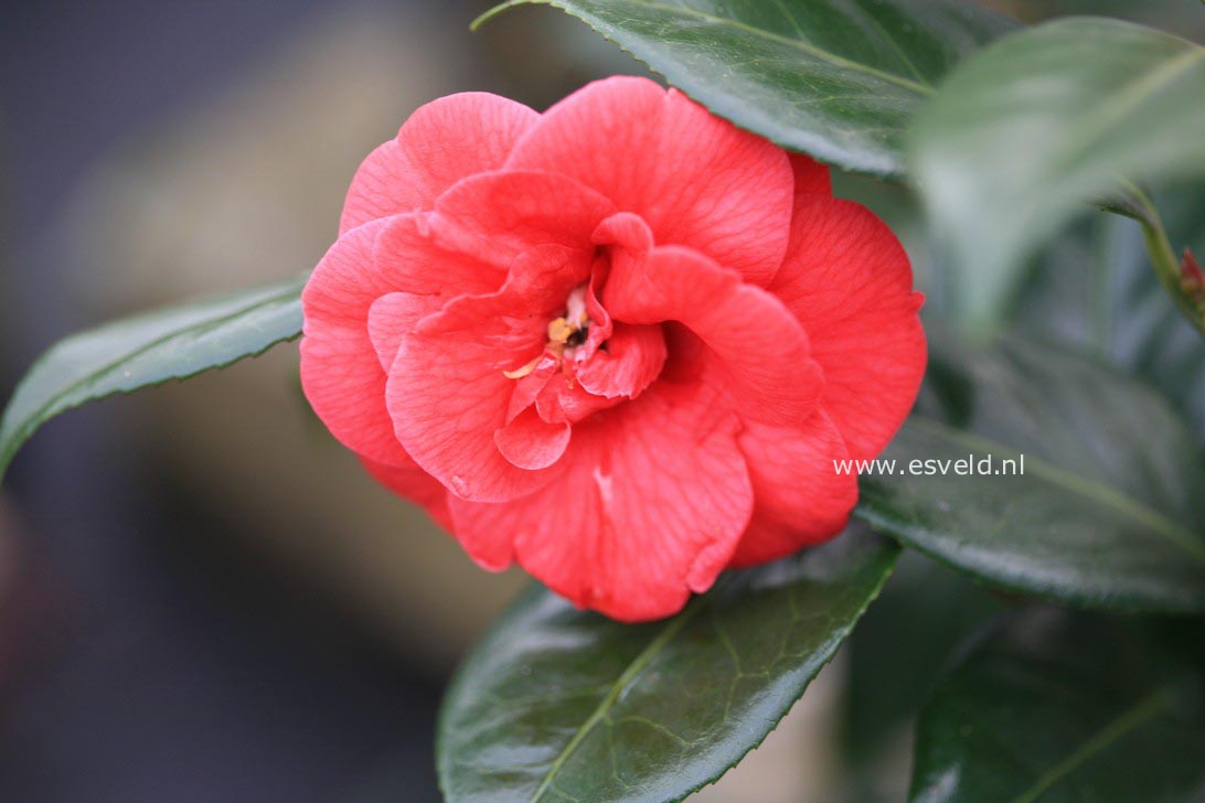 Camellia japonica