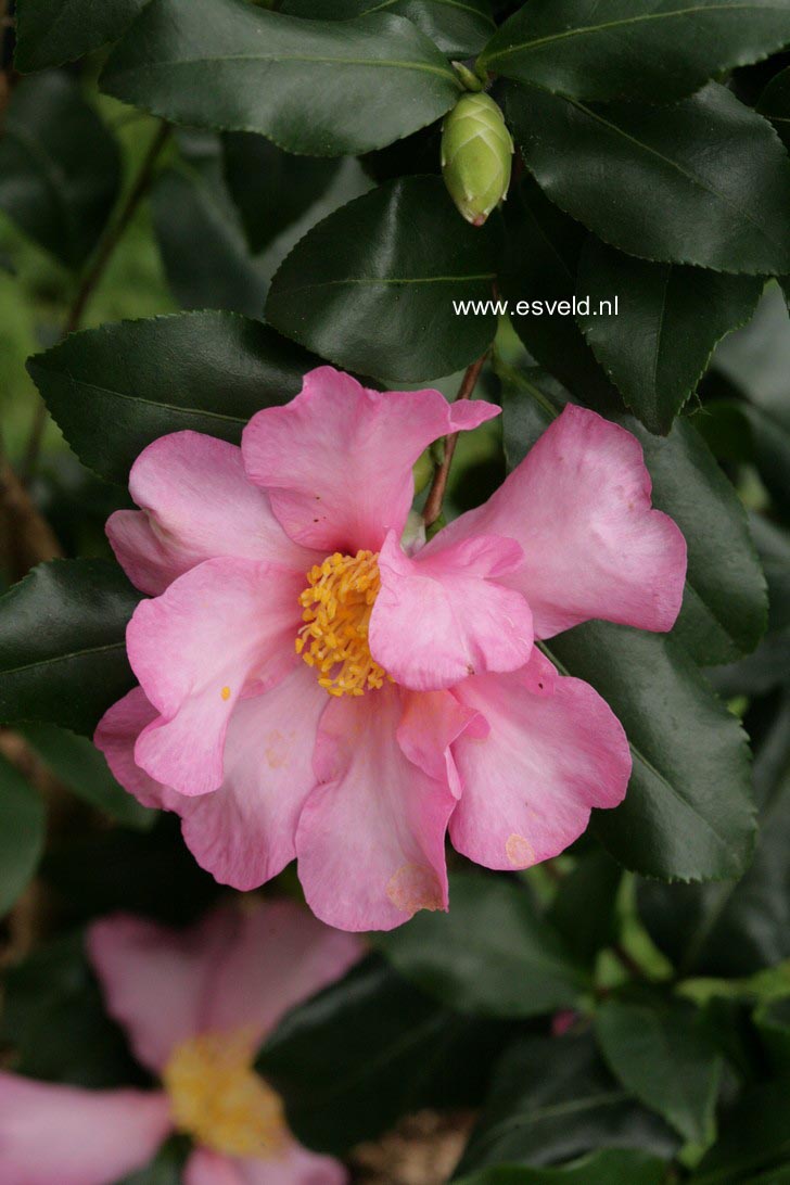 Camellia sasanqua 'New Dawn'