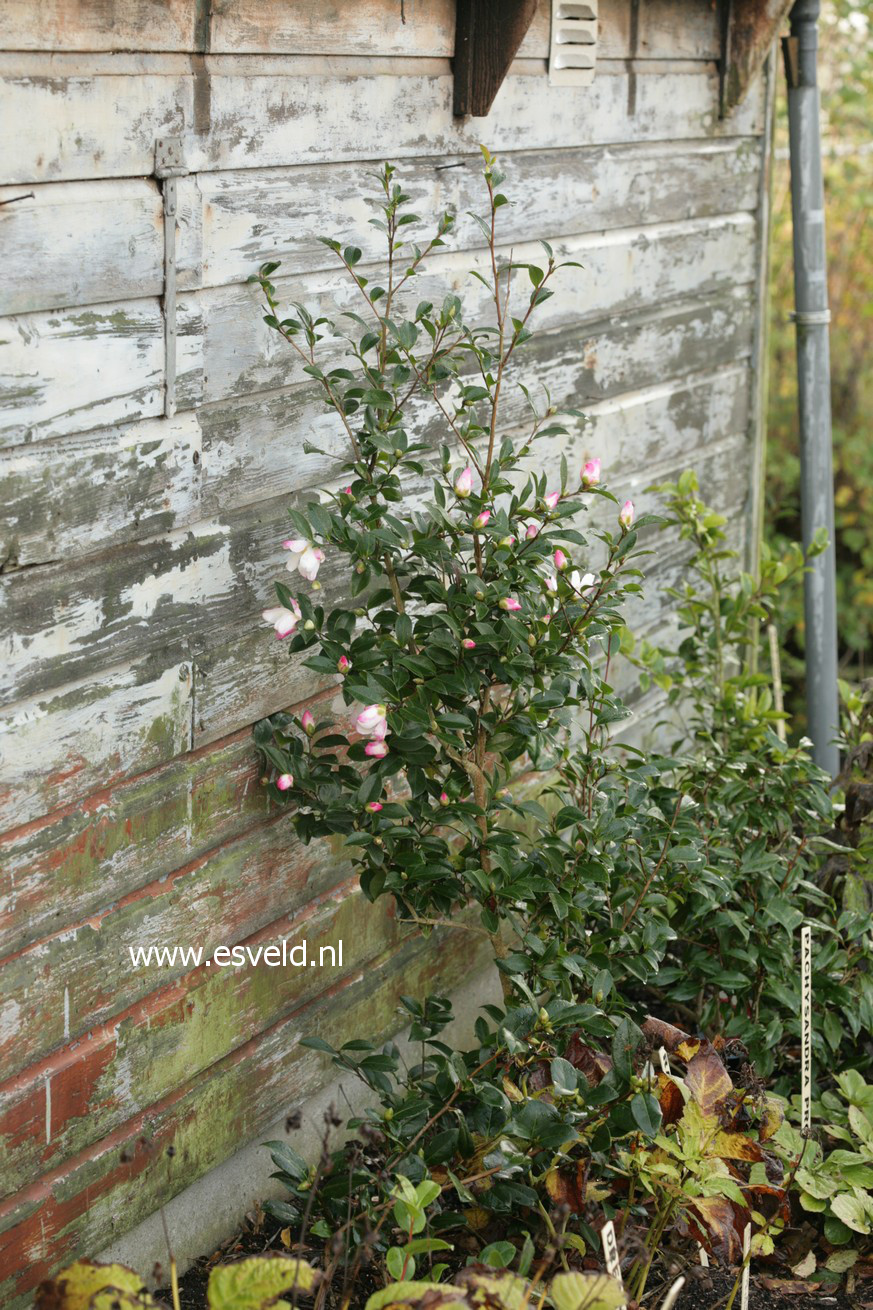 Camellia sasanqua 'Rainbow'
