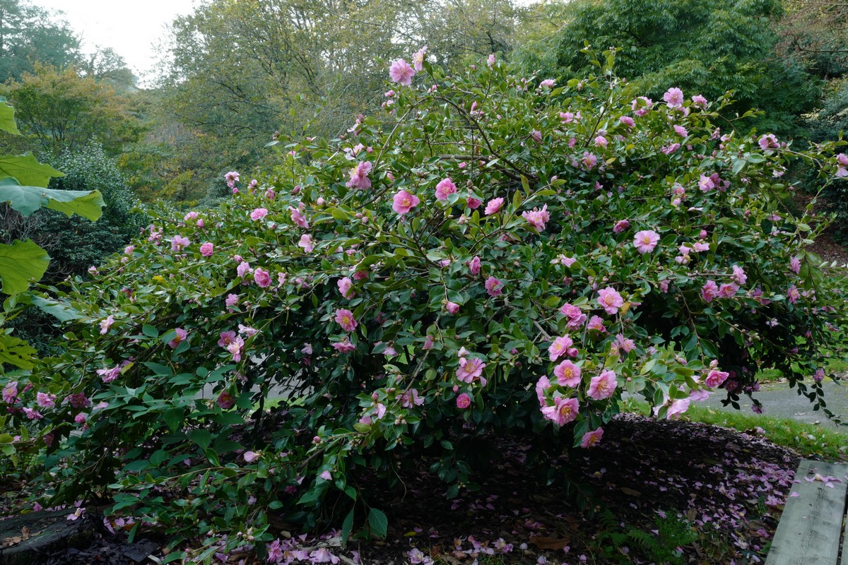 Camellia sasanqua 'Showa-no-sakae'