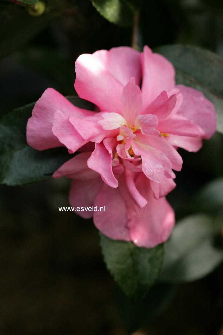 Camellia sasanqua 'Sparkling Burgundy'