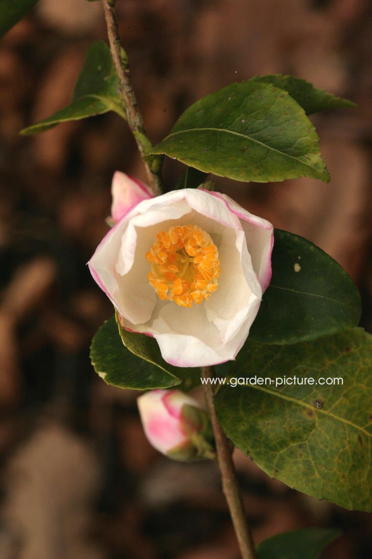 Camellia sasanqua 'Yoimachi'