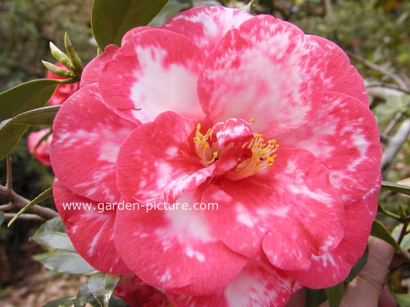 Camellia williamsii 'Donation'
