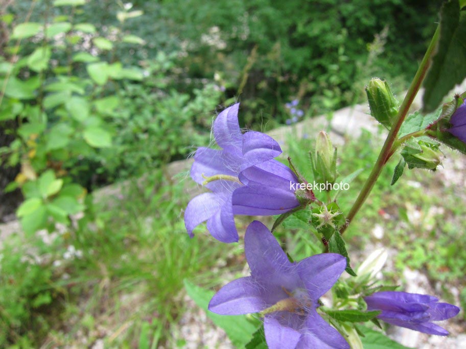 Campanula barbata