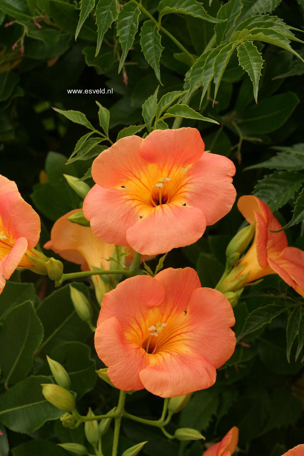 Campsis grandiflora 'Fransa'