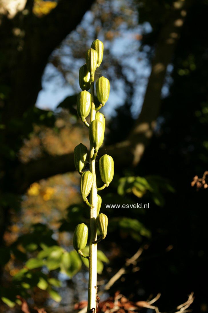 Cardiocrinum giganteum