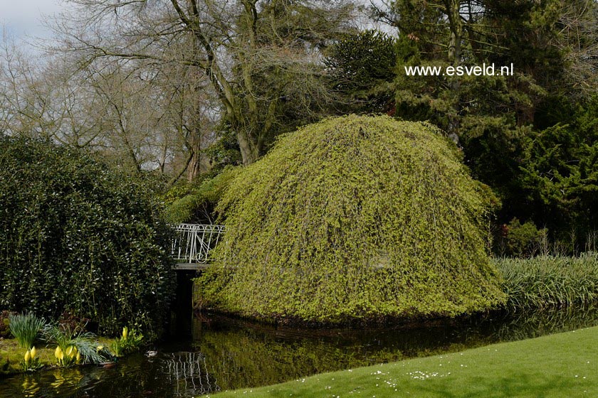 Carpinus betulus 'Pendula'