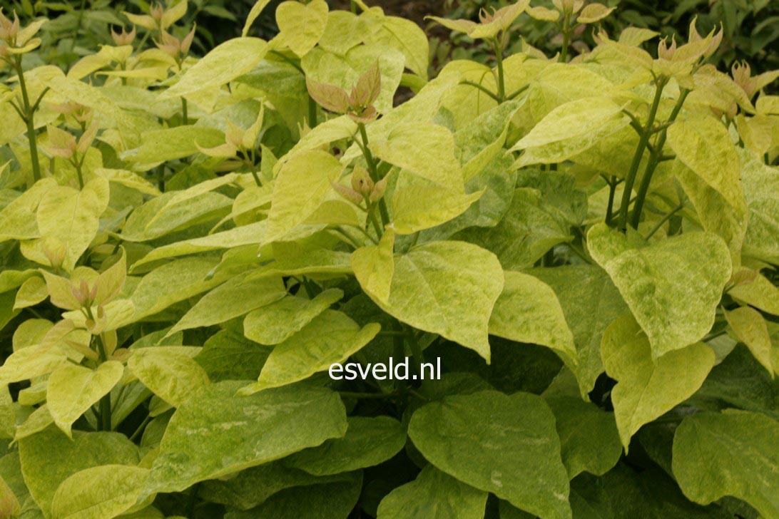 Catalpa speciosa 'Pulverulenta'