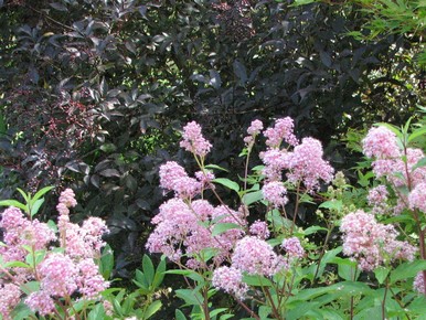 Ceanothus pallidus 'Marie Simon'
