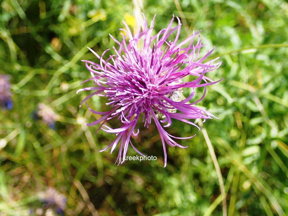 Centaurea scabiosa