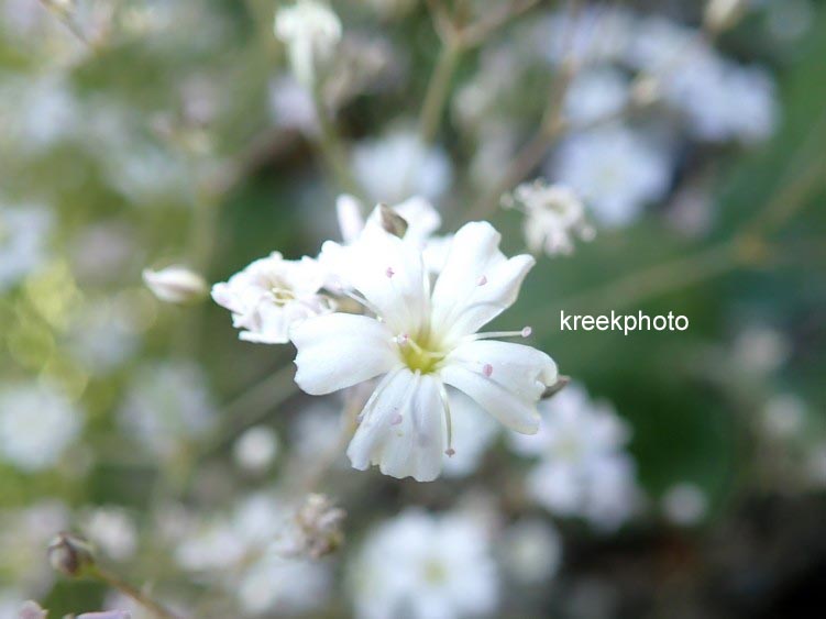 Cerastium tomentosum
