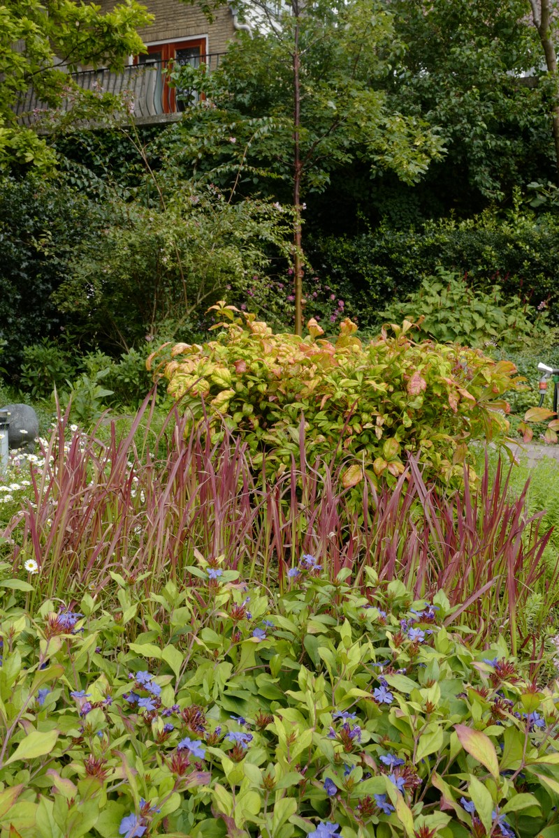 Ceratostigma plumbaginoides