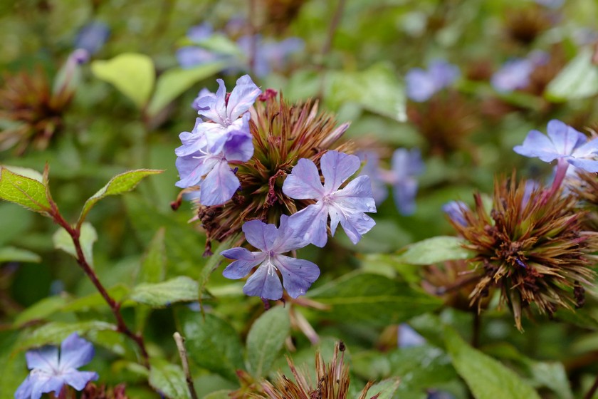 Ceratostigma willmottianum