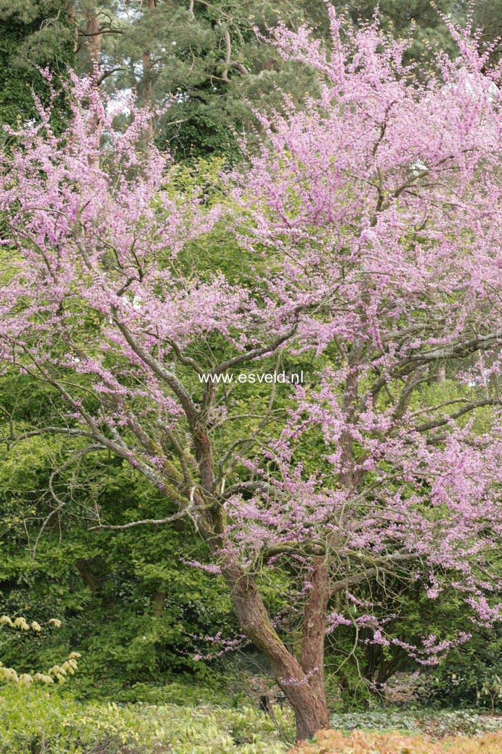 Cercis canadensis