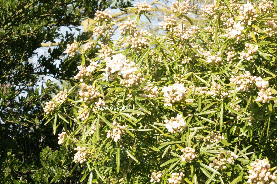 Choisya 'Aztec Pearl'