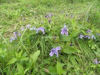 Clematis integrifolia