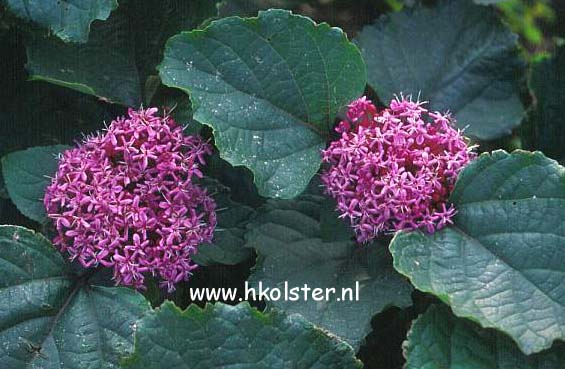 Clerodendrum bungei