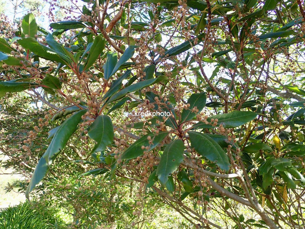 Clethra arborea