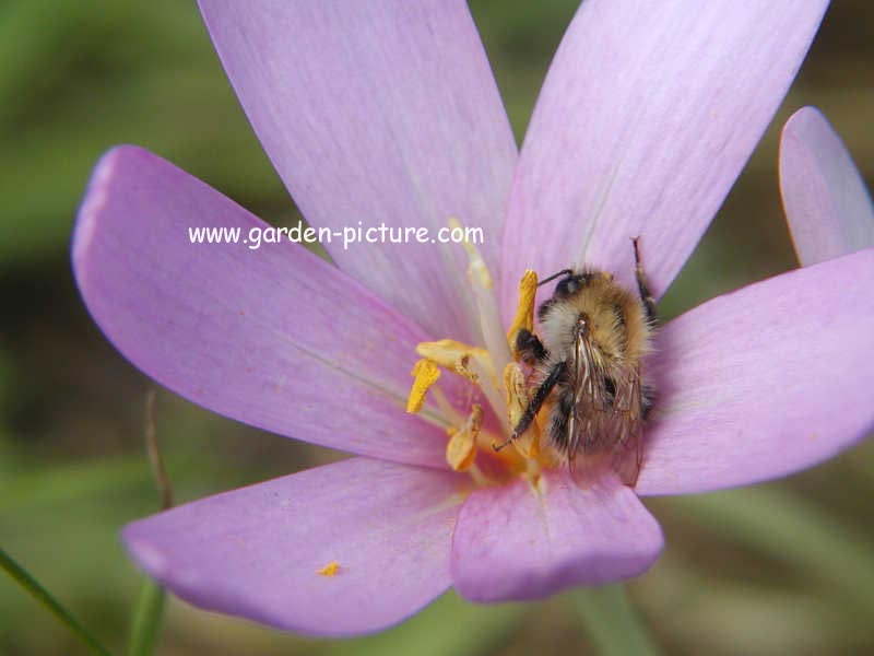 Colchicum autumnale