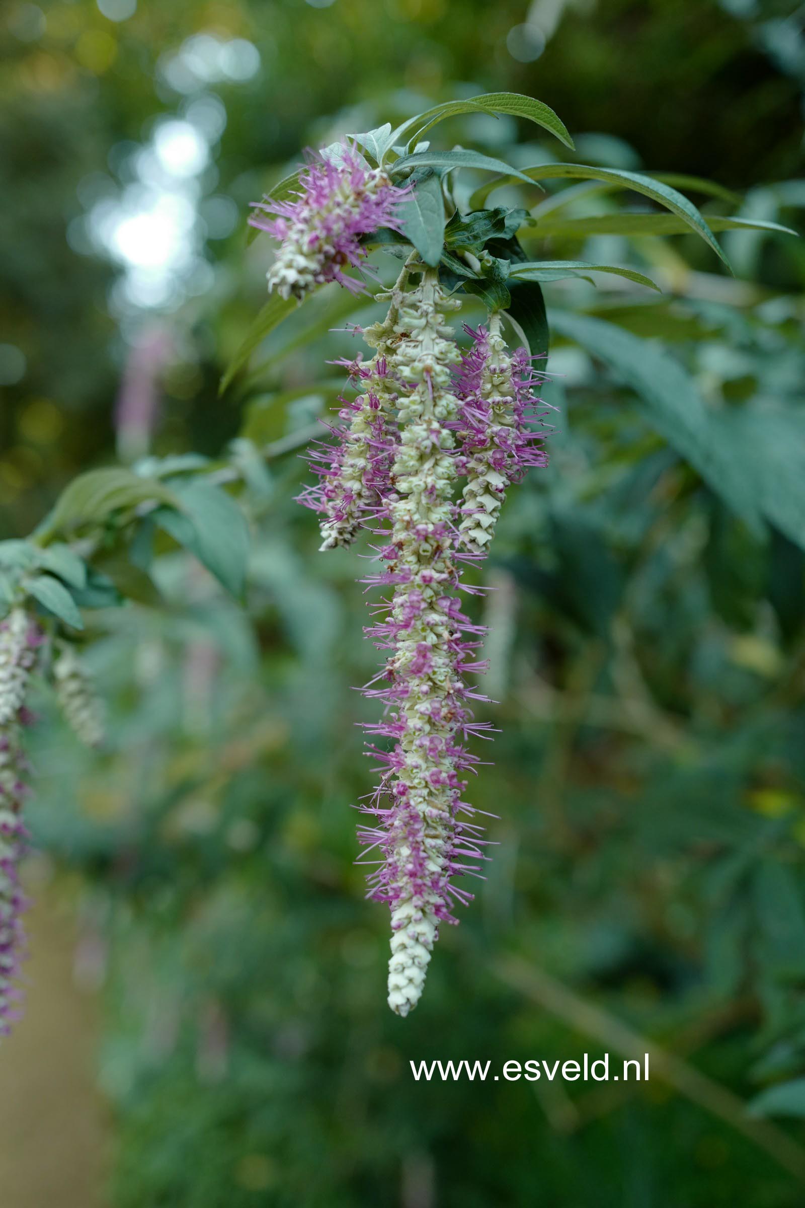 Comanthosphace dependens