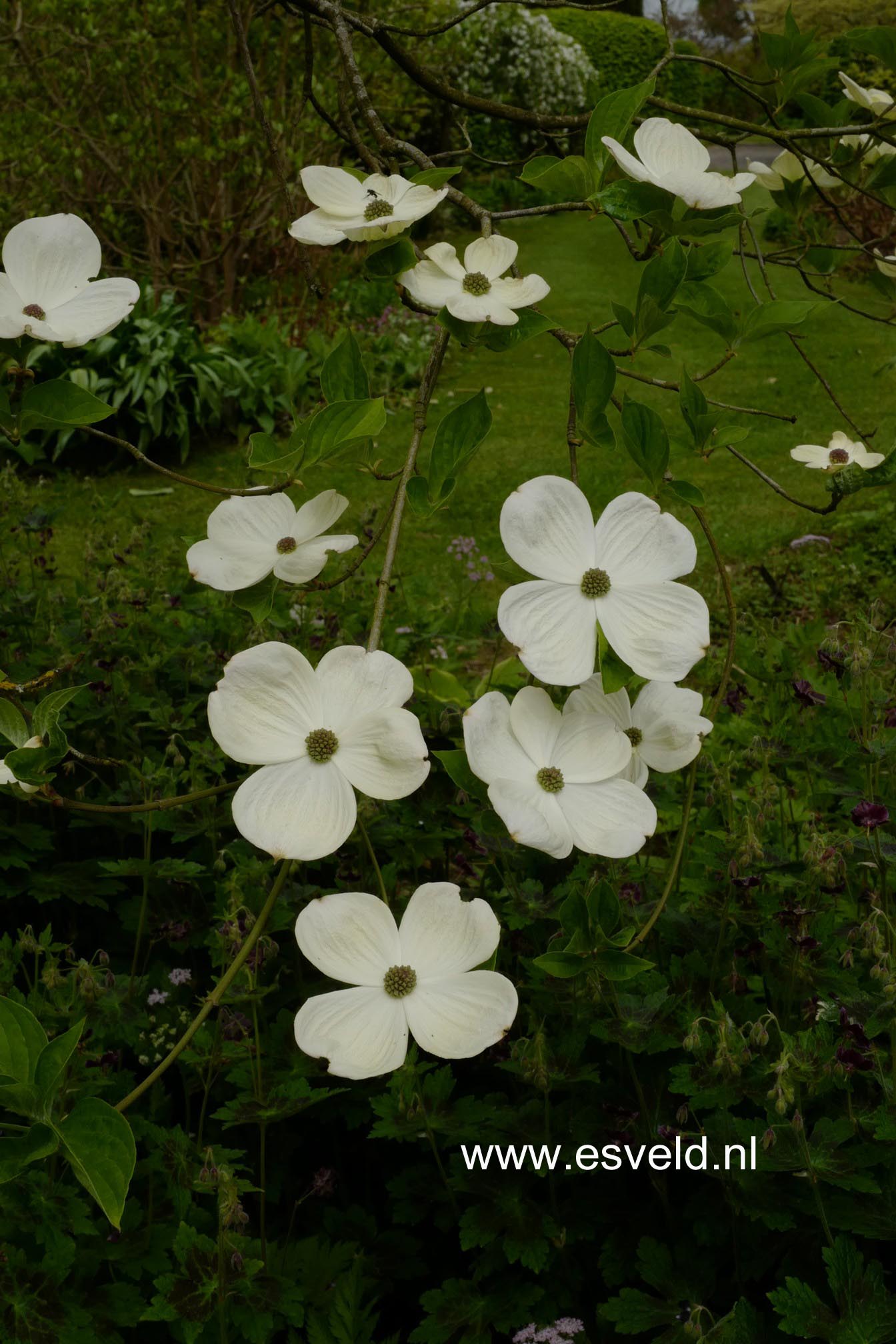 Cornus 'Eddie's White Wonder'