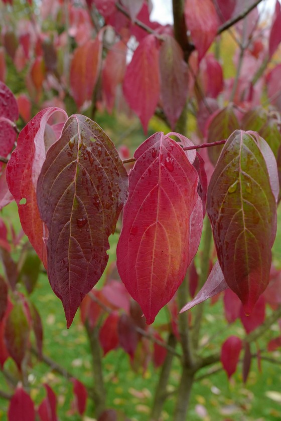 Cornus 'Rutban' (AURORA)