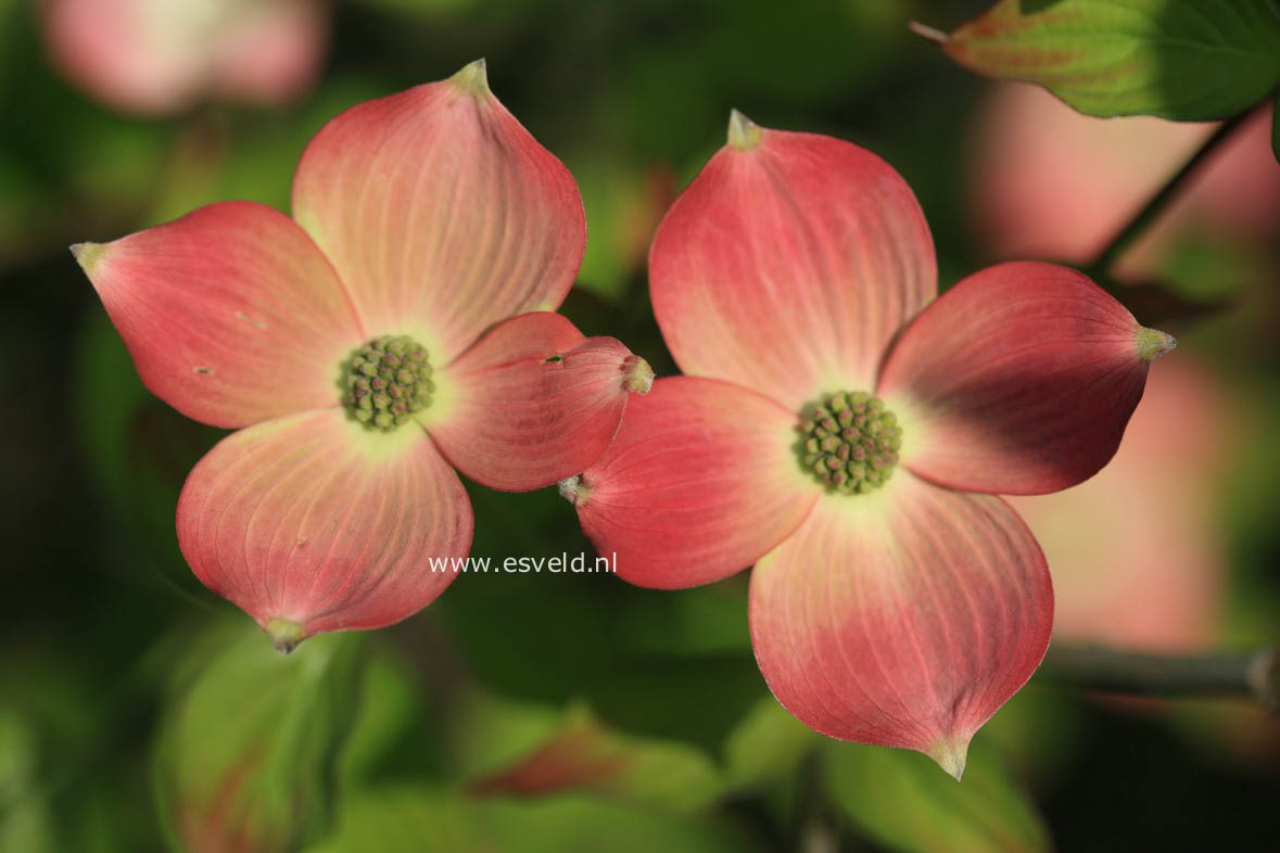 Cornus 'Rutgan' (STELLAR PINK)