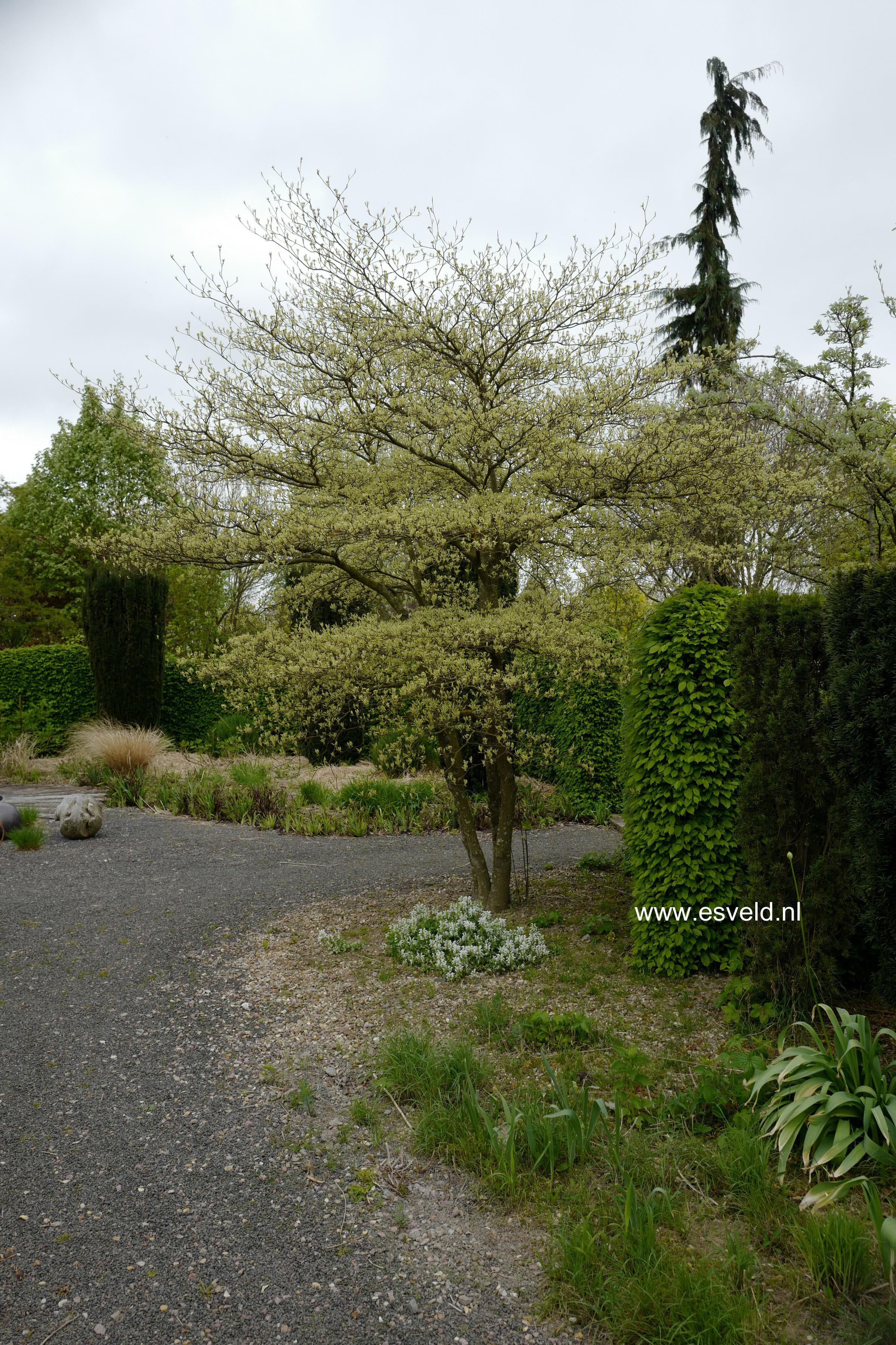 Cornus alternifolia 'Argentea'