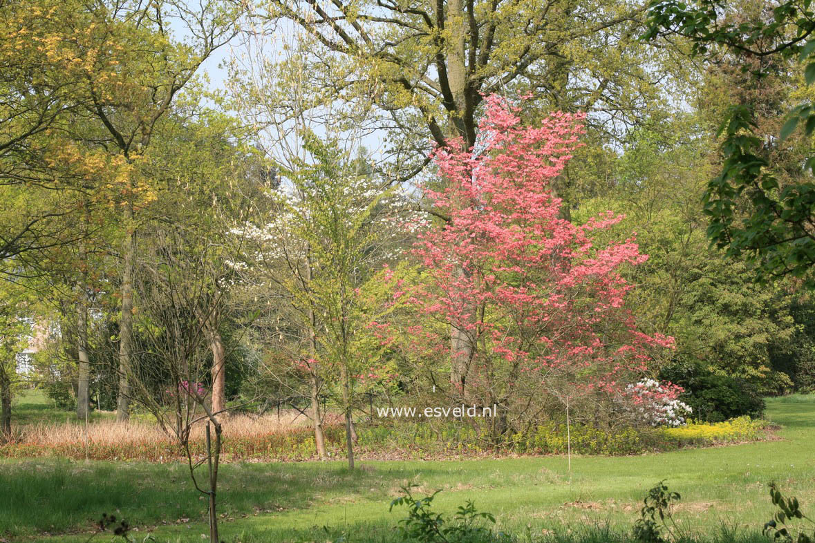 Cornus florida 'Cherokee Chief'