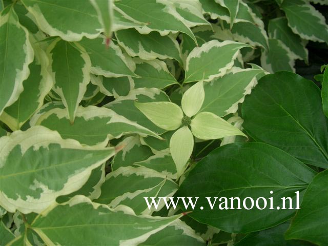 Cornus kousa 'Peve Limbo'