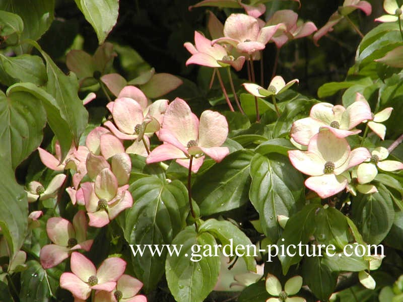 Cornus kousa 'Satomi'
