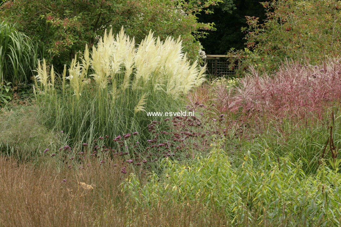 Cortaderia selloana