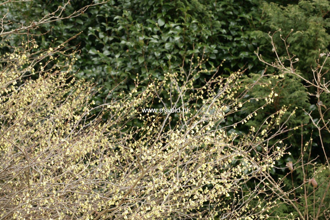 Corylopsis pauciflora