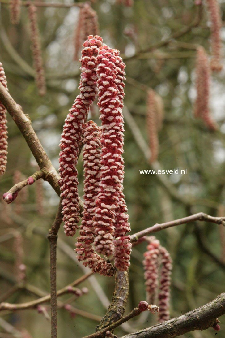 Corylus avellana 'Rode Zellernoot'
