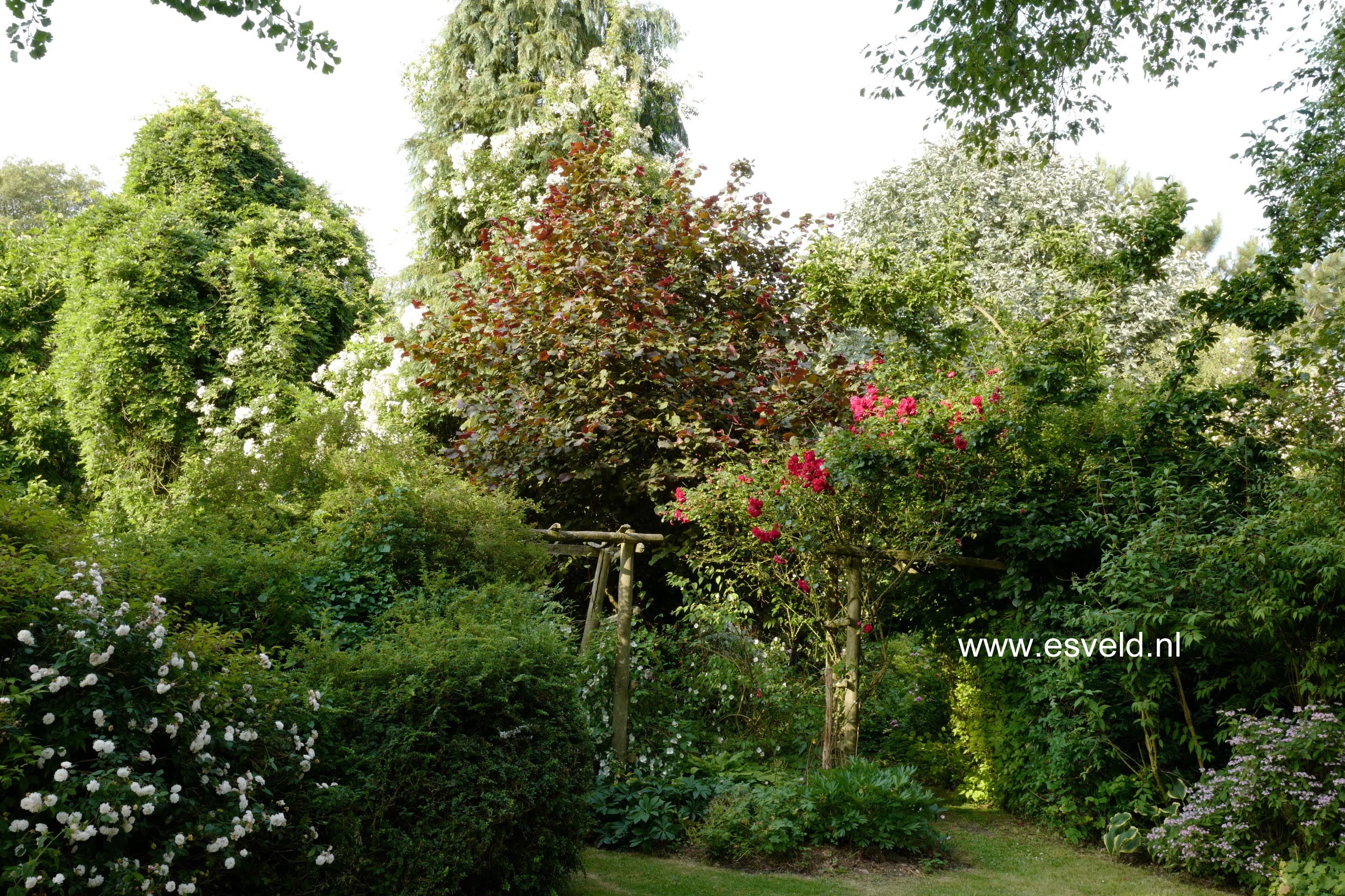 Corylus maxima 'Purpurea'