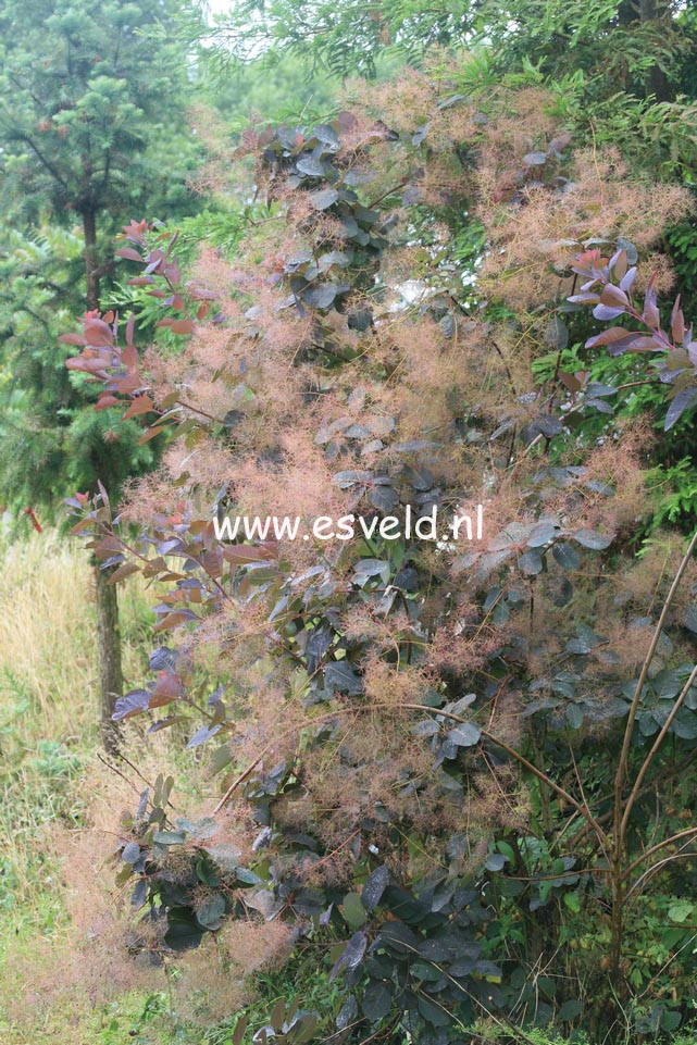 Cotinus 'Grace'
