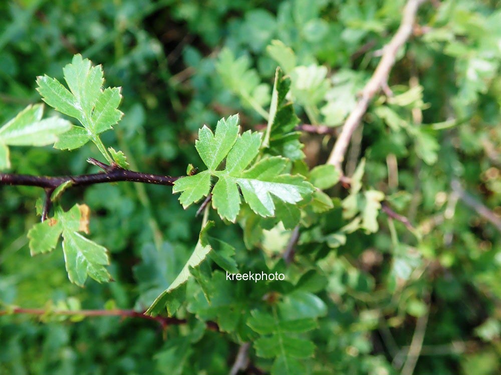 Crataegus monogyna