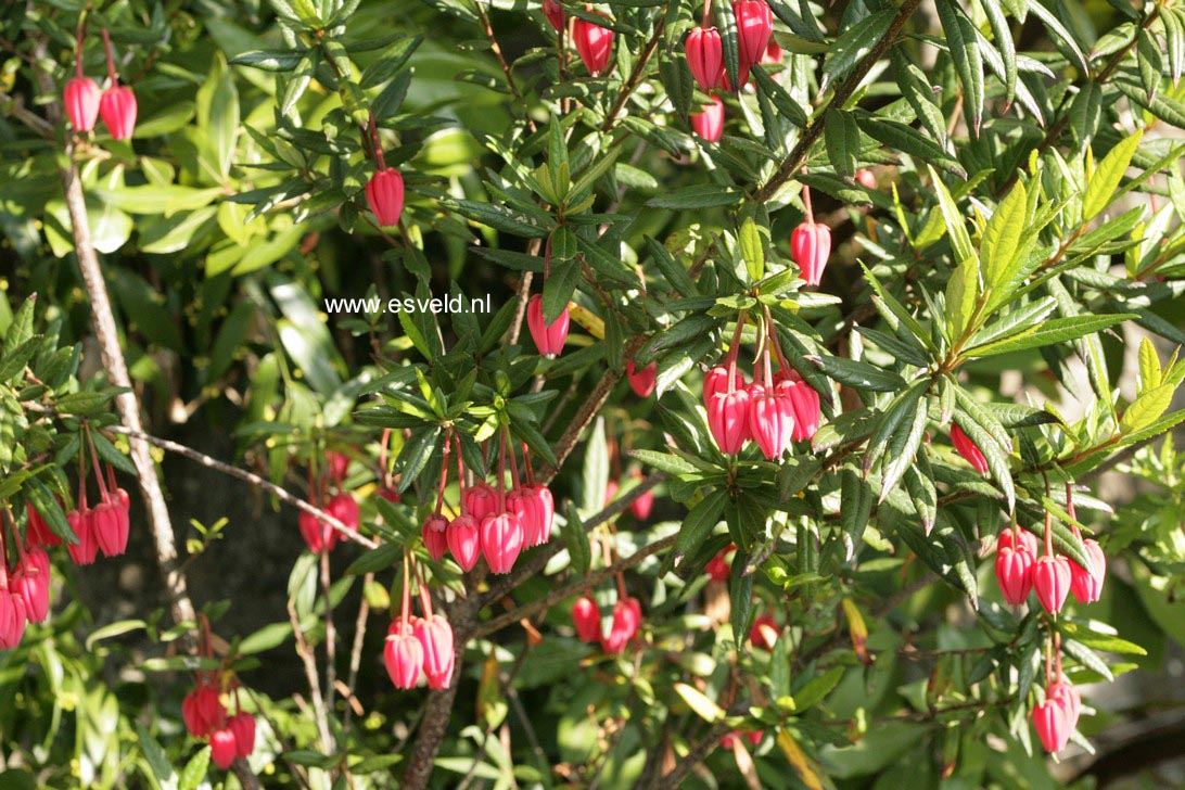 Crinodendron hookerianum