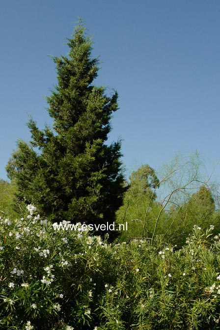 Cupressus sempervirens