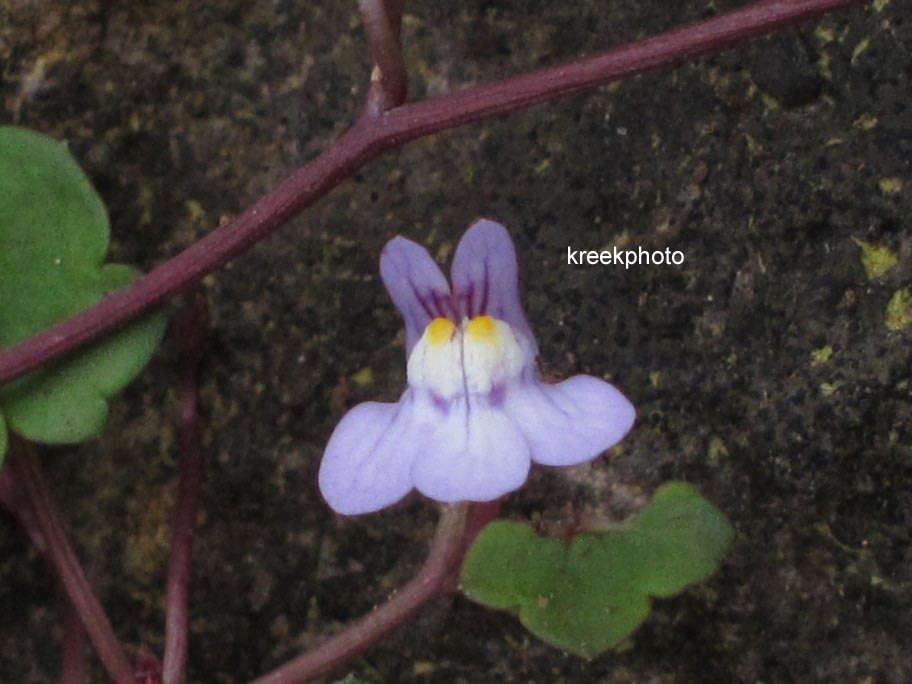 Cymbalaria muralis