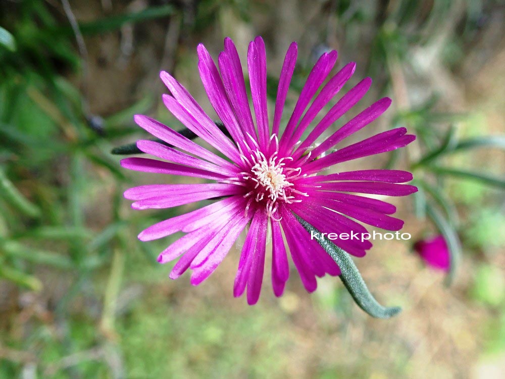 Delosperma cooperi