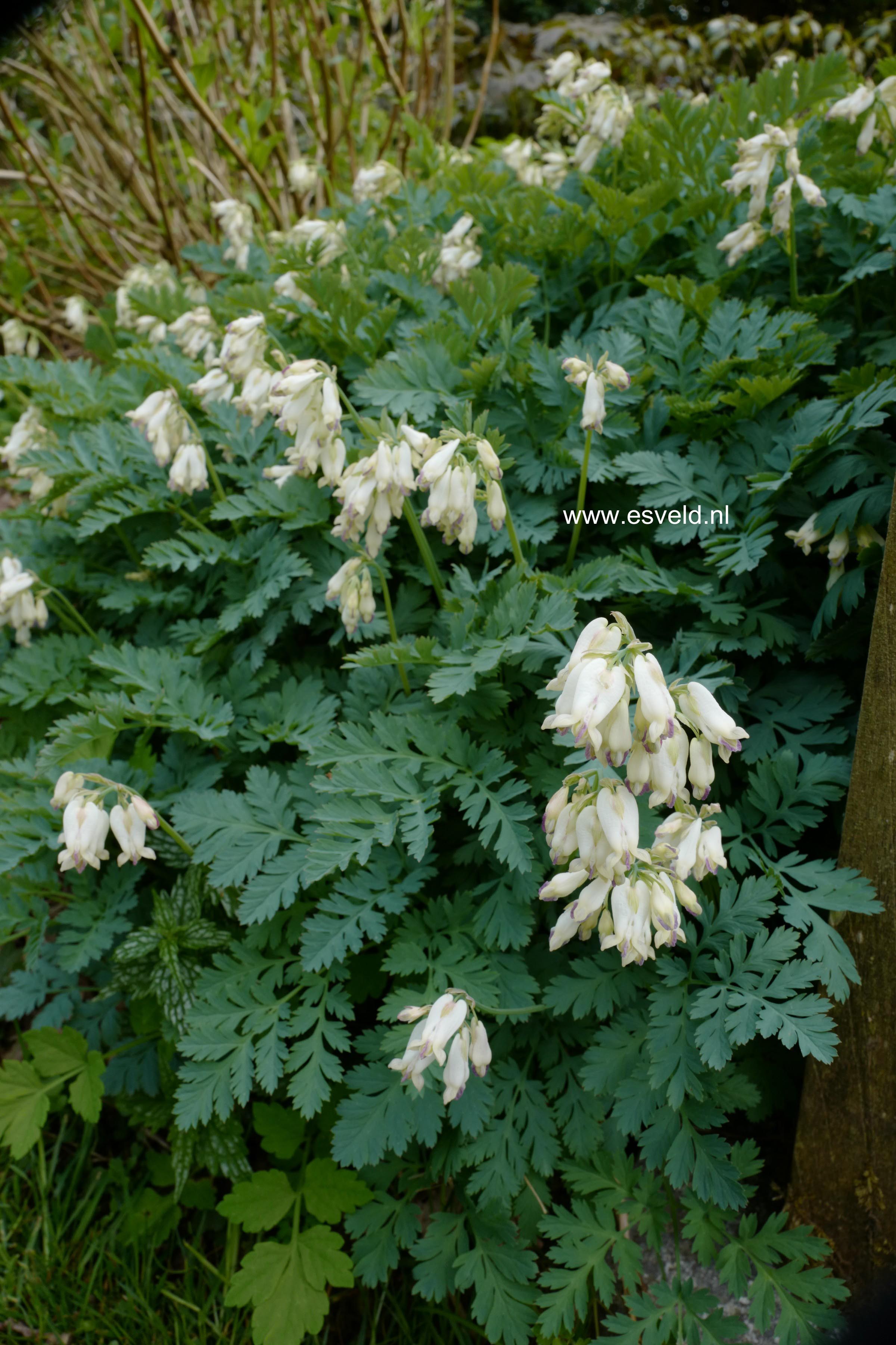Dicentra eximia 'Alba'