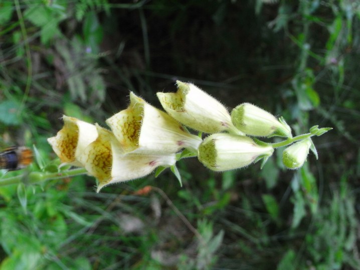 Digitalis grandiflora