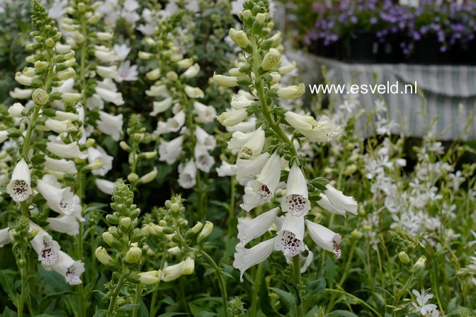 Digitalis purpurea 'Alba'