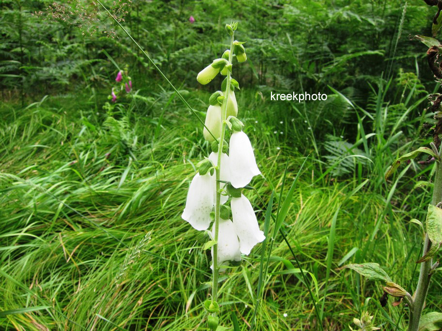 Digitalis purpurea