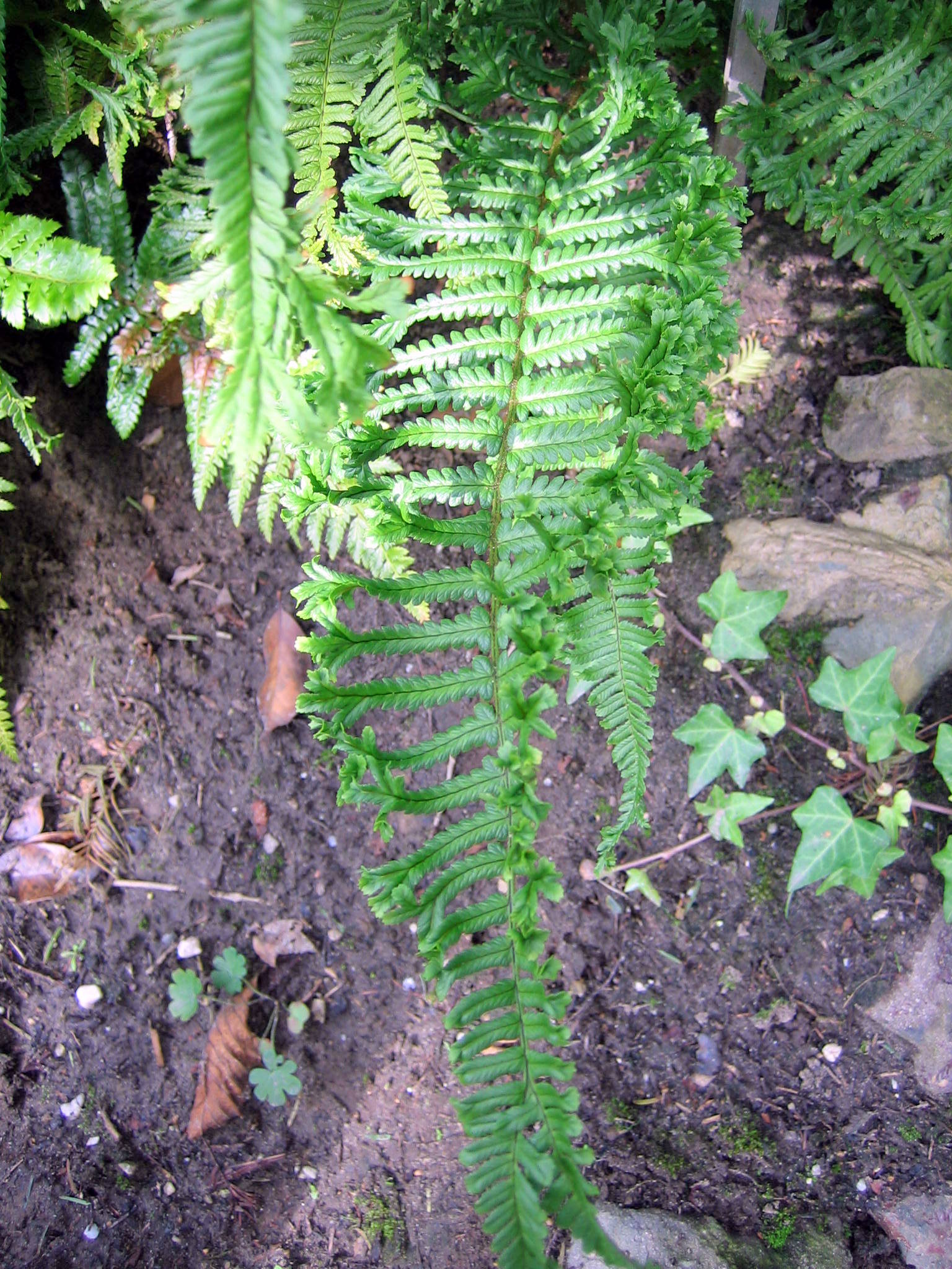 Dryopteris affinis 'Cristata'