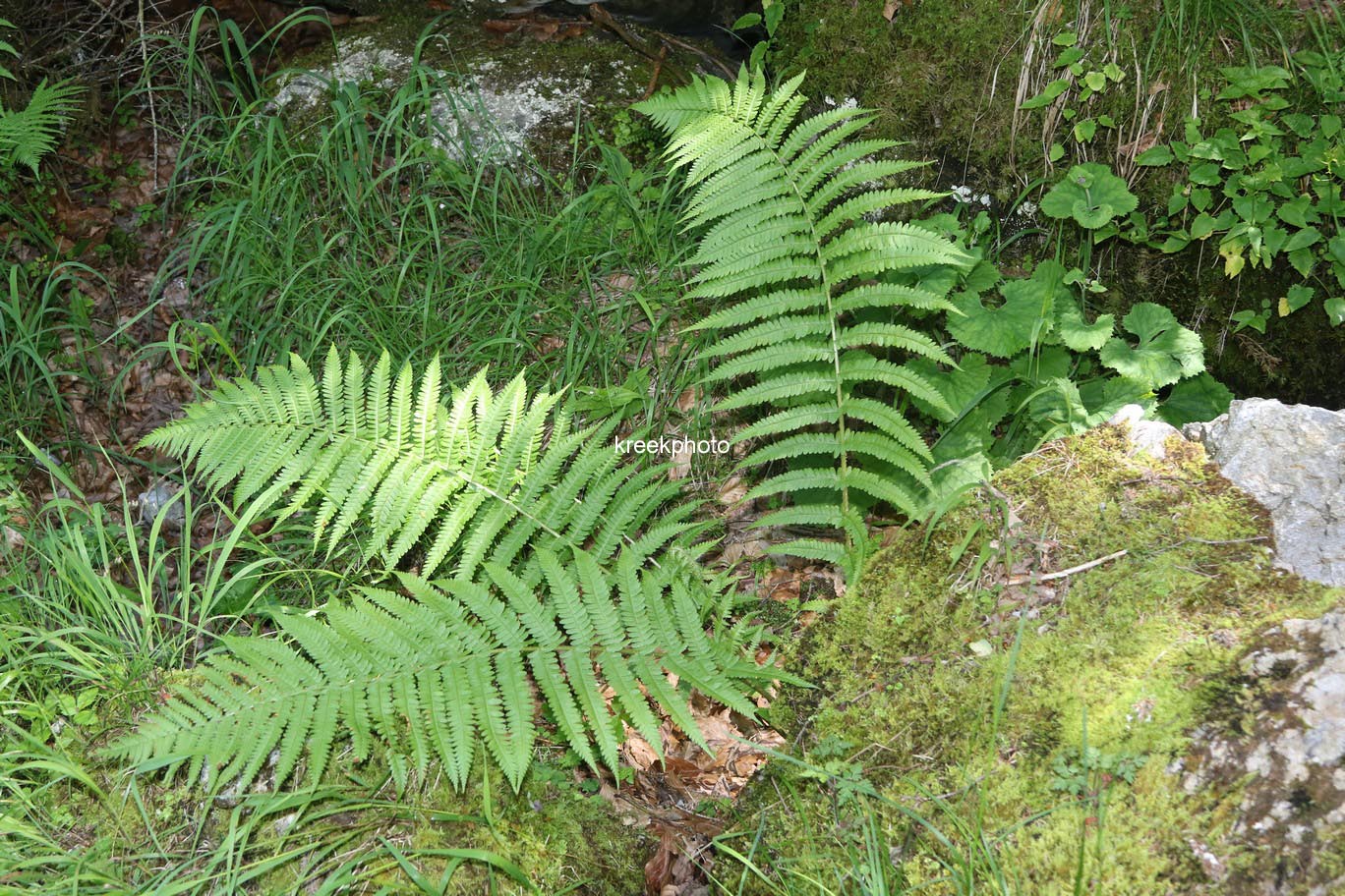 Dryopteris filix-mas